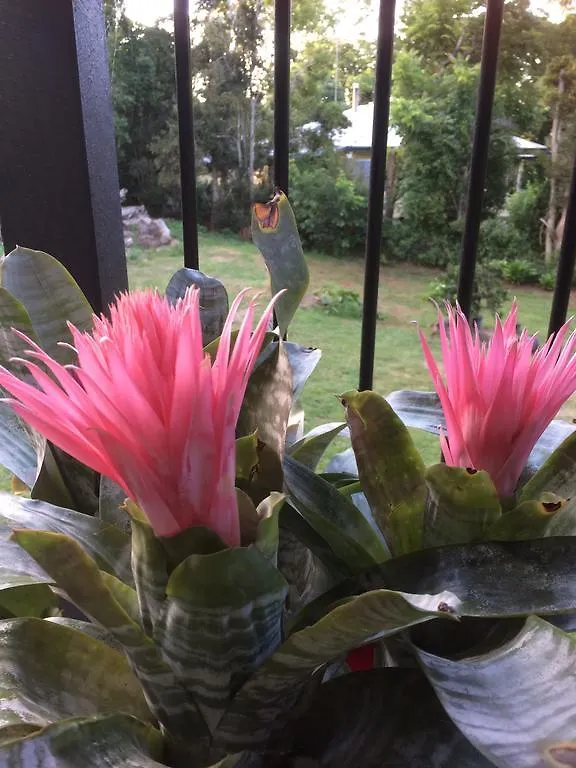 Pk Illusions Daire Maleny